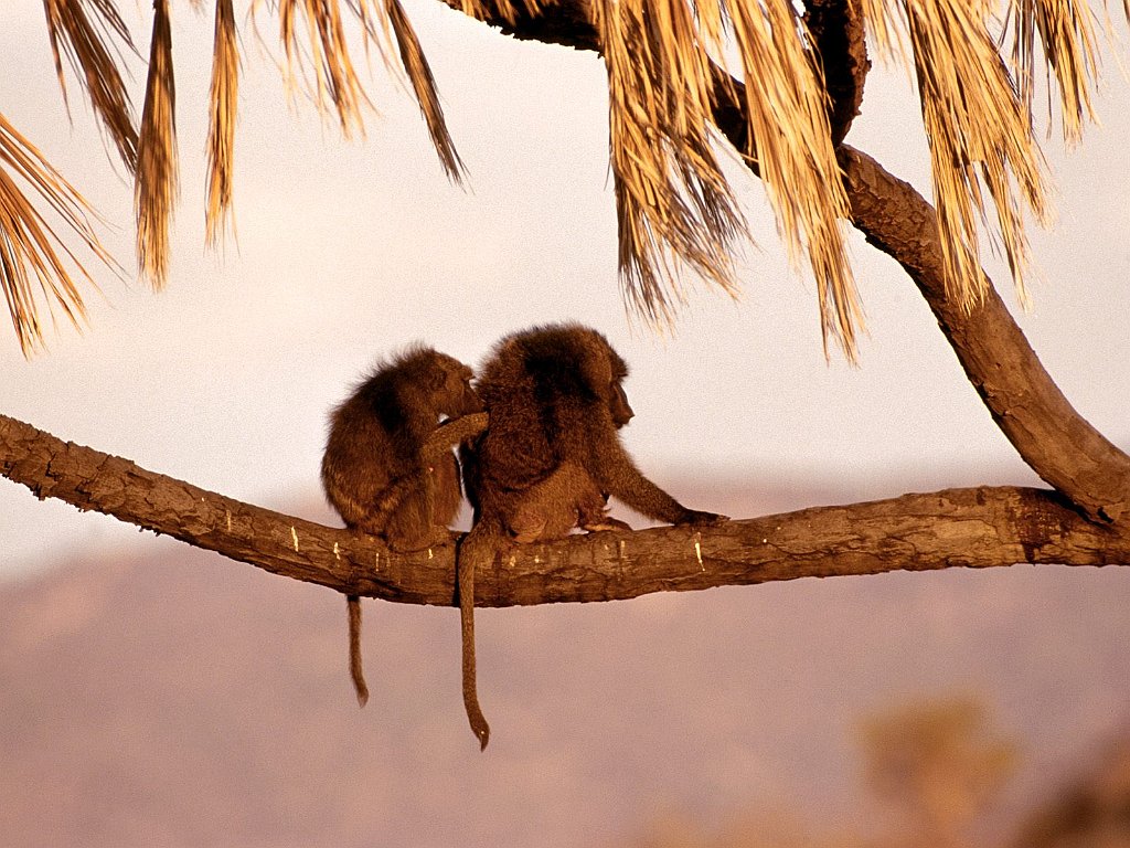 Companionship,  Kenya, Africa